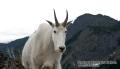 _IGP6598 close mountain goat